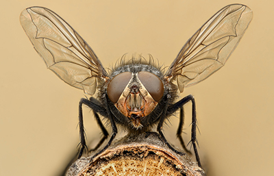 Mosca