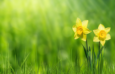 Narciso