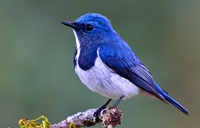 Pájaro
