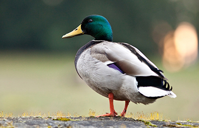Pato