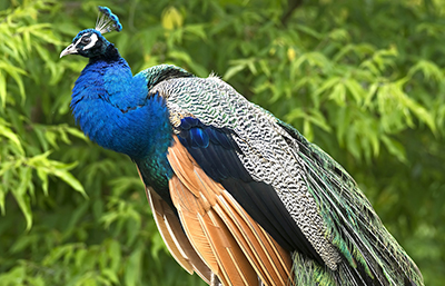 Pavo
