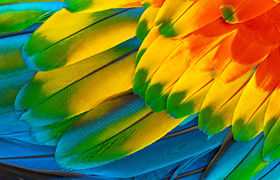Pluma