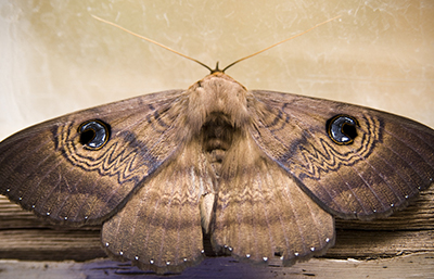 Polilla