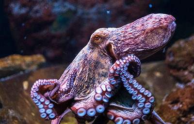 Pulpo