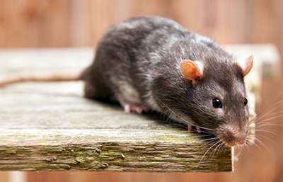 Rata