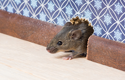 Ratón