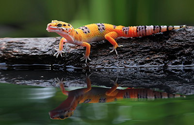 Reptil