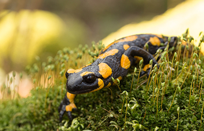 Salamandra