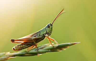 Saltamontes