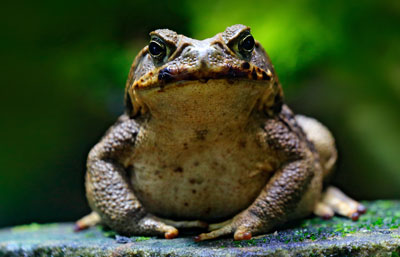 Sapo
