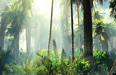 Selva