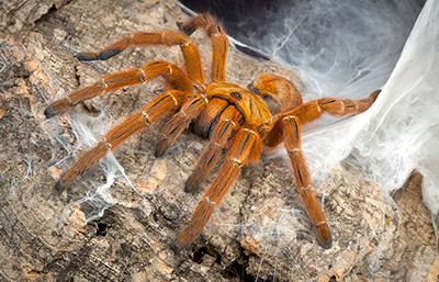 Tarántula