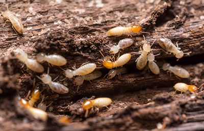 Termita