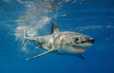 Tiburón
