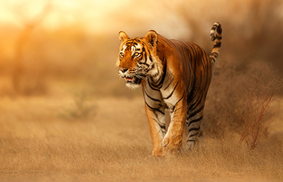 Tigre