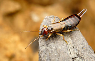 Tijereta