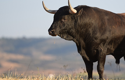 Toro