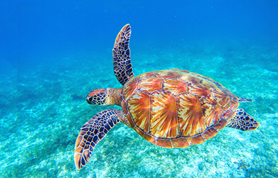 Tortuga