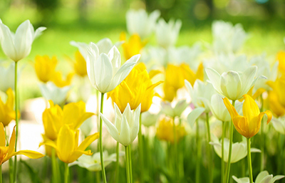 Tulipán