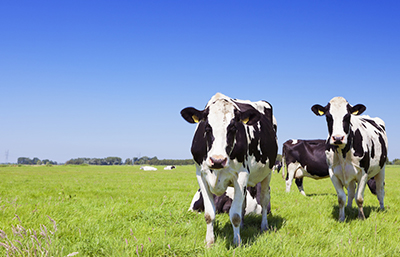 Vaca