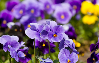 Violeta