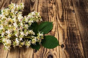 Flores de bach