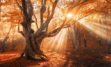 Tarot y la Psicomagia