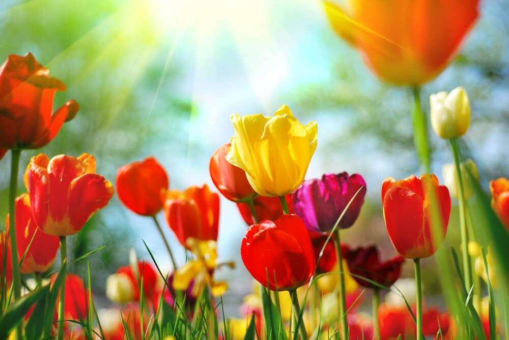 flores primavera