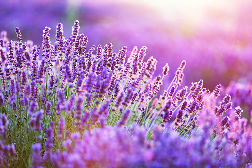flores para cada signo