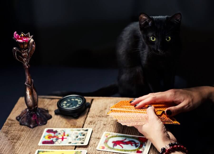 el tarot y los animales