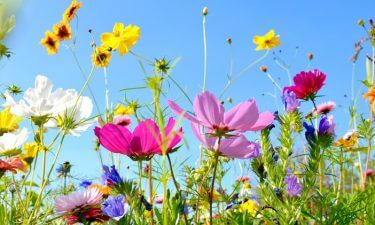 EL TAROT Y LAS FLORES DE BACH