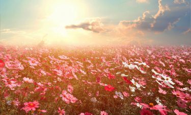 Árboles y flores según tu signo I