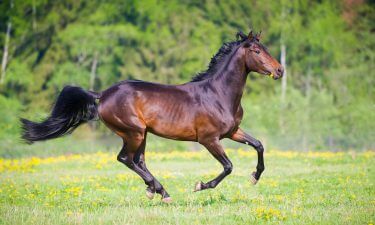 Animales y signos I