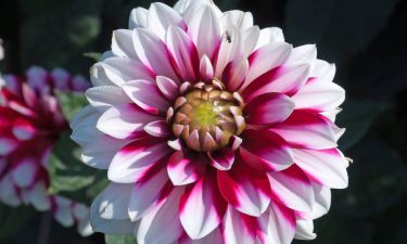 Árboles y flores según tu signo II