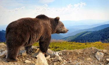 Animales y signos II