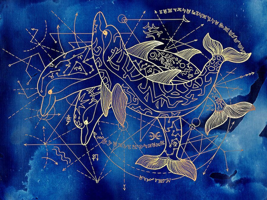 Animales y signos III