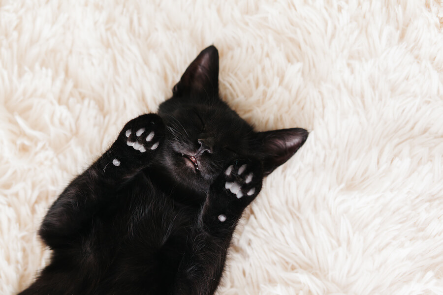 gato negro y brujas