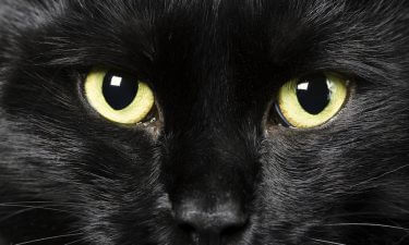 Gato Negro: ¿Buena o mala suerte?
