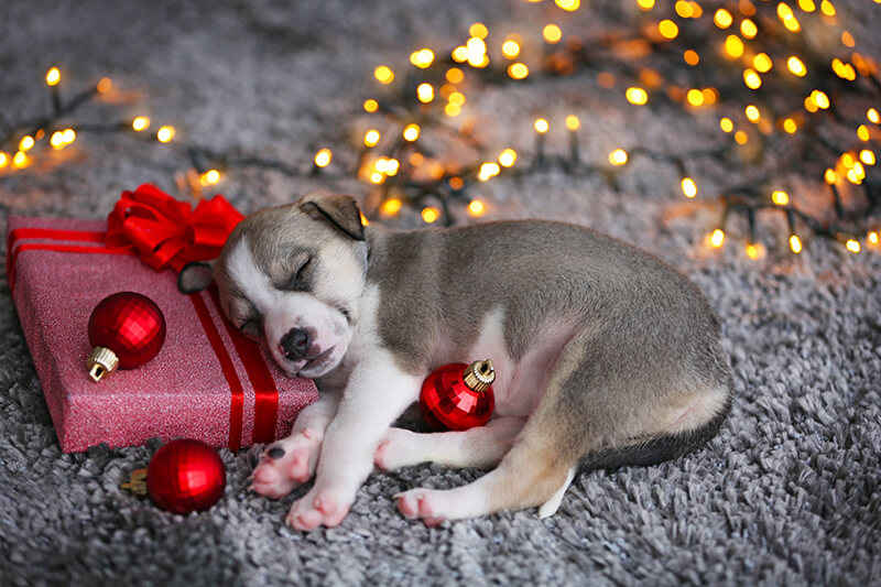 Los sueños navideños y su verdadero significado