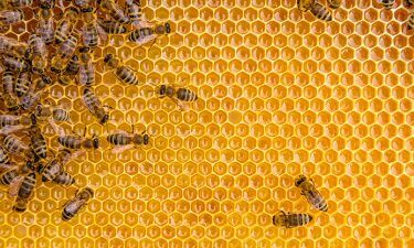Apiterapia : la curación de las abejas