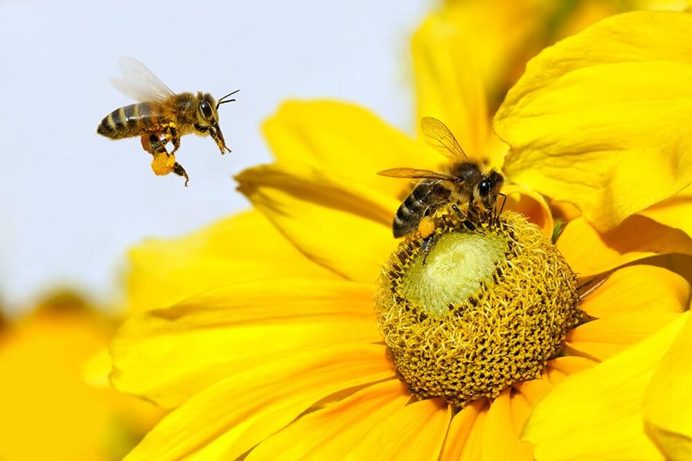 Apiterapia: el poder curativo de las abejas