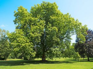 la naturaleza como ayuda a nuestras emociones