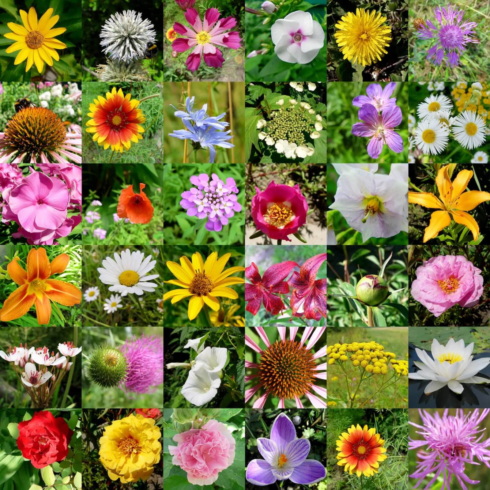 flores y horóscopo