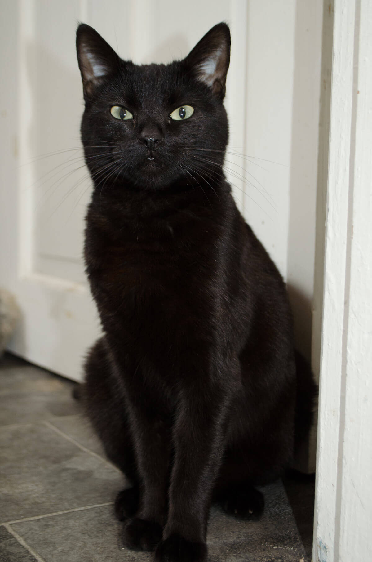 Gato negro y supersticiones