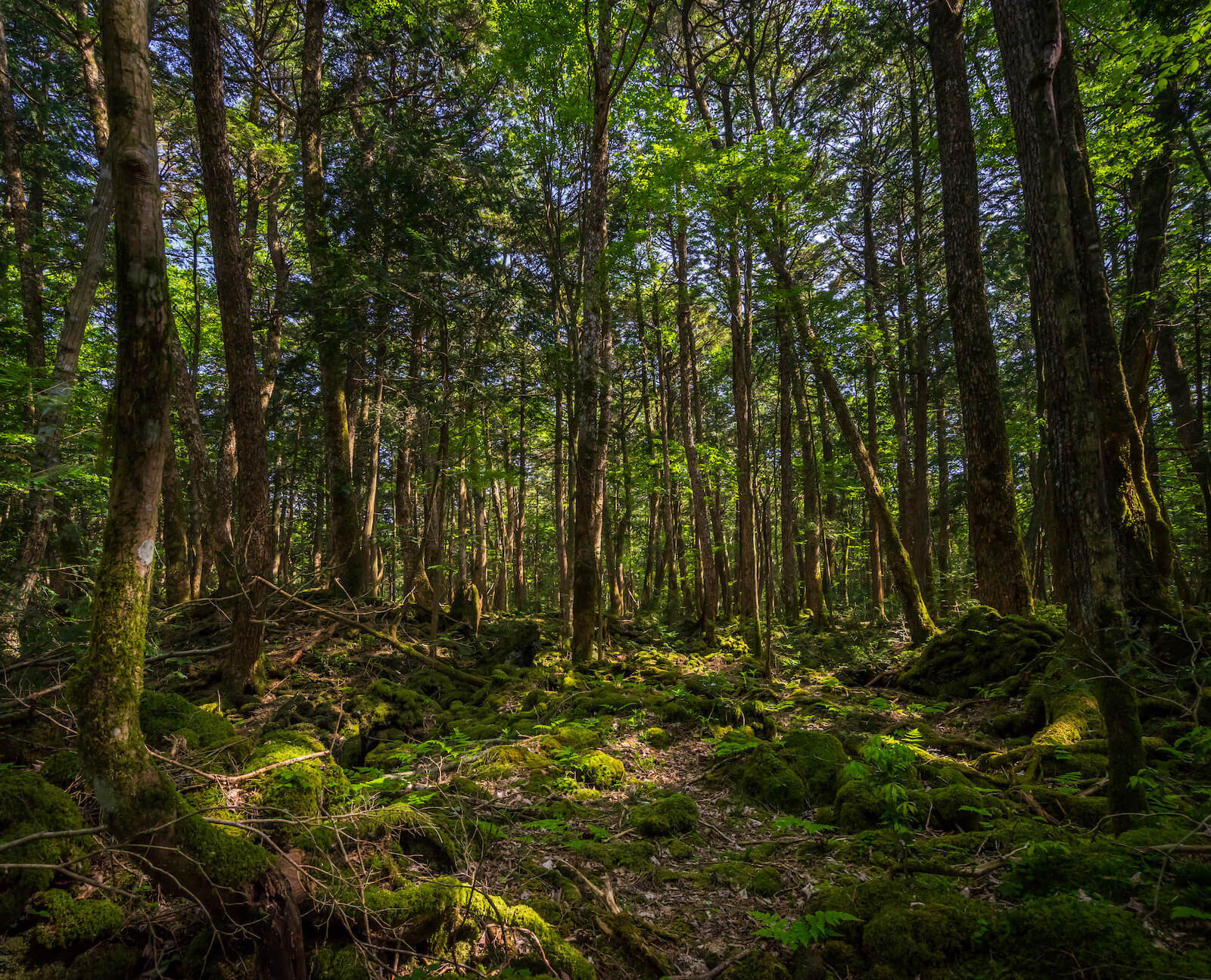 aokigahara bosque maldito