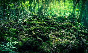 La leyenda del Aokigahara, el bosque de la Muerte
