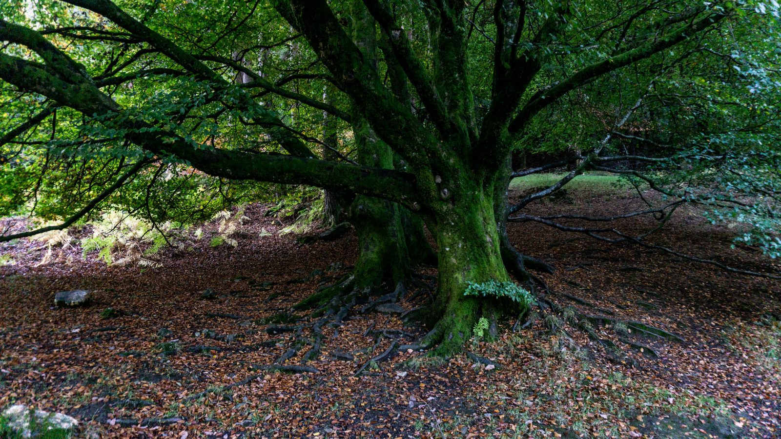 los druidas y los celtas