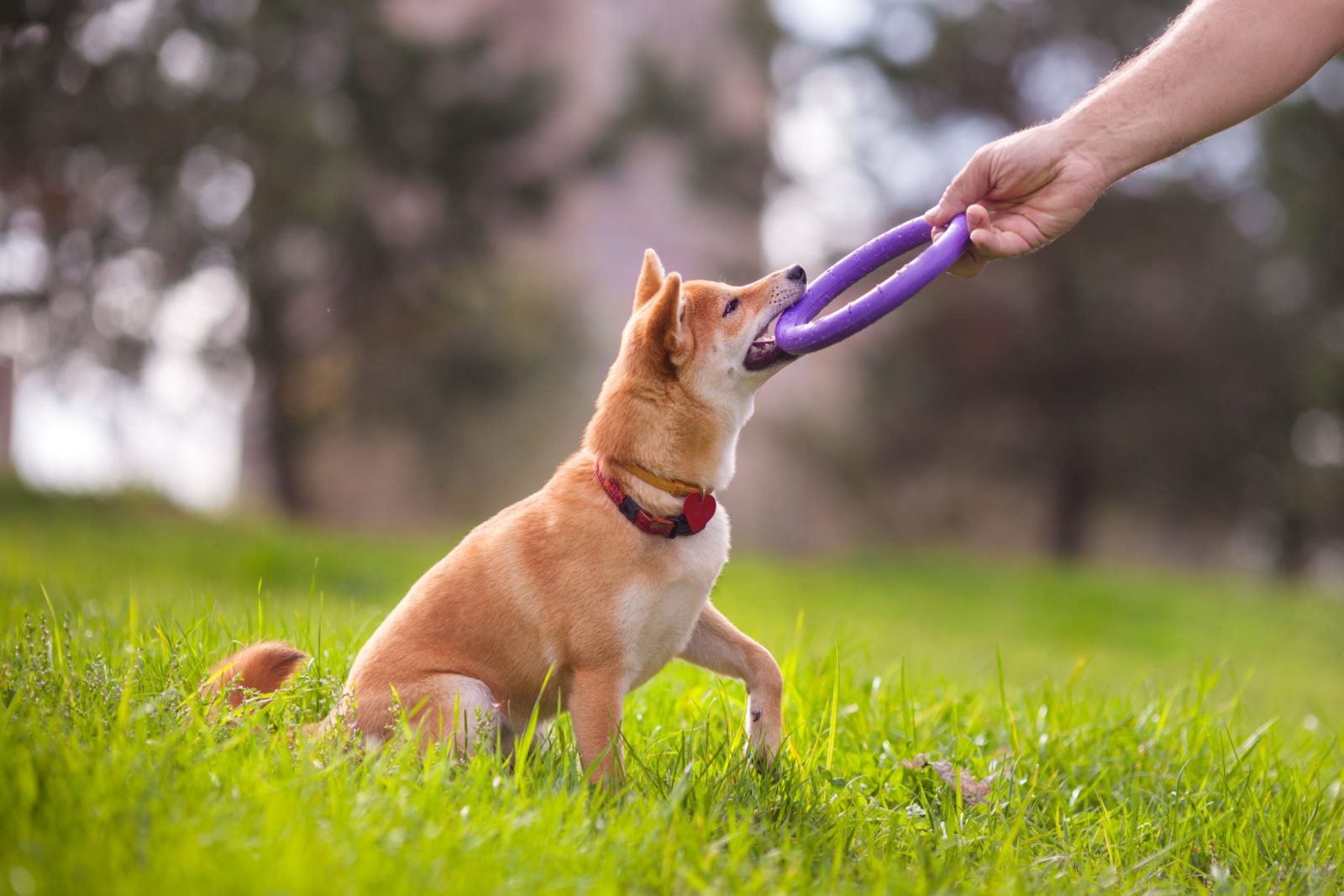 pasear mascotas
