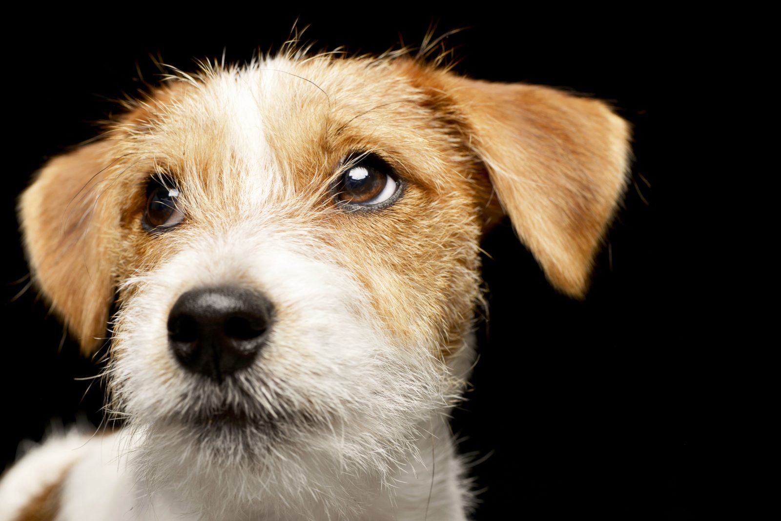 las mascotas mas queridas