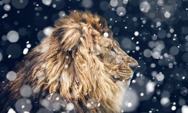 ¿Cómo ser la mejor versión de Leo?